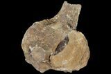Mosasaur (Platecarpus) Vertebra - Kansas #122011-1